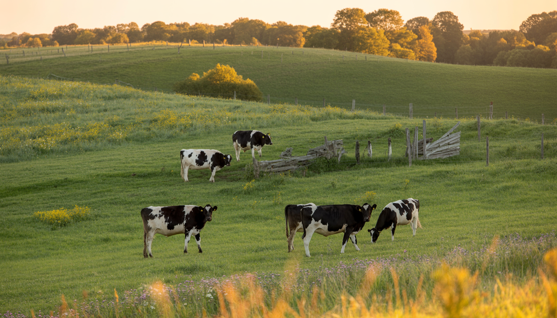 Pasture-raised cattle on a farm, highlighting sustainable practices in beef tallow production.